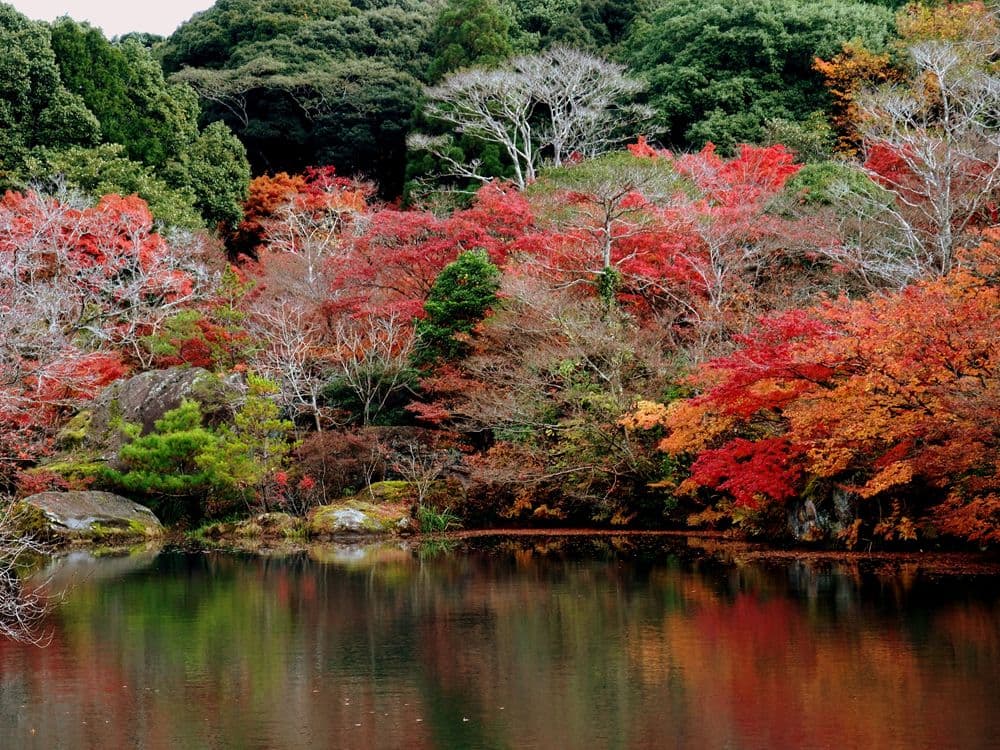 Autumn Illuminations at Mifuneyama Rakuen Garden