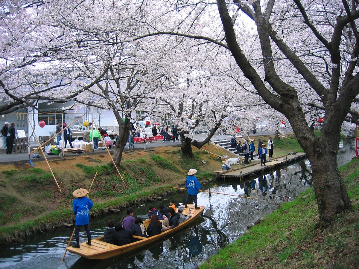 Kawagoe Cherry Blossoms