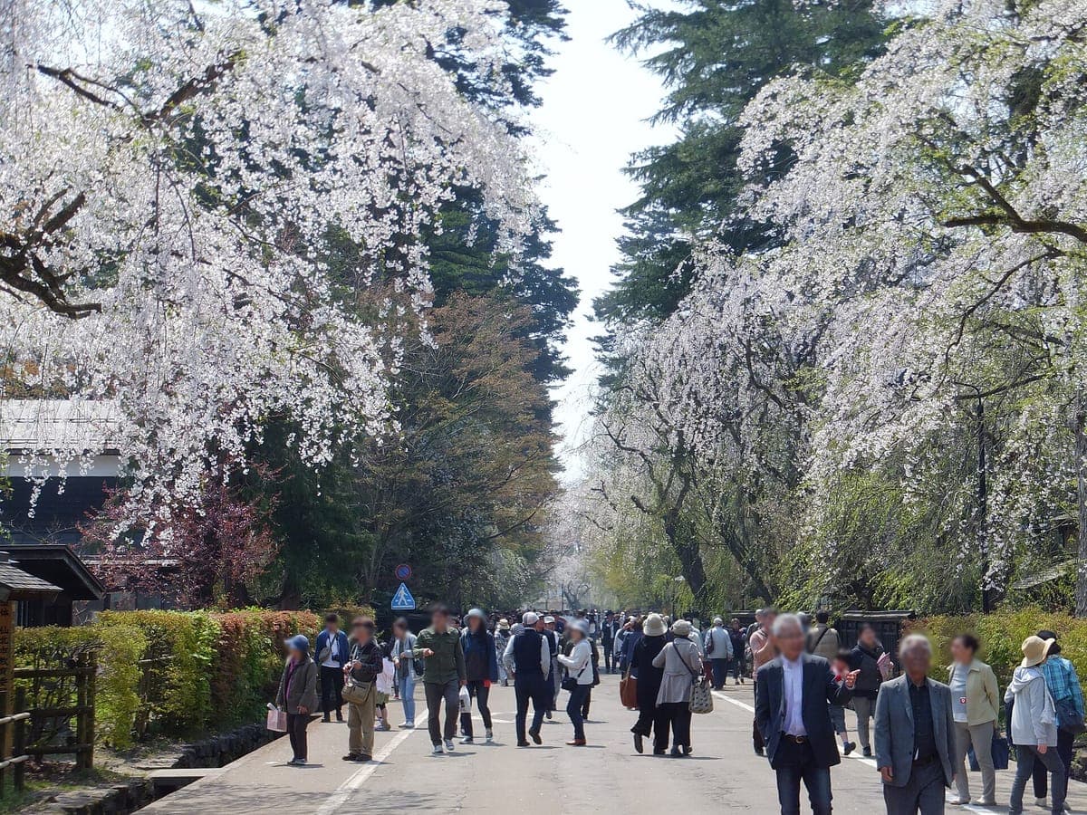 Kakunodate Samurai Cherry Blossoms