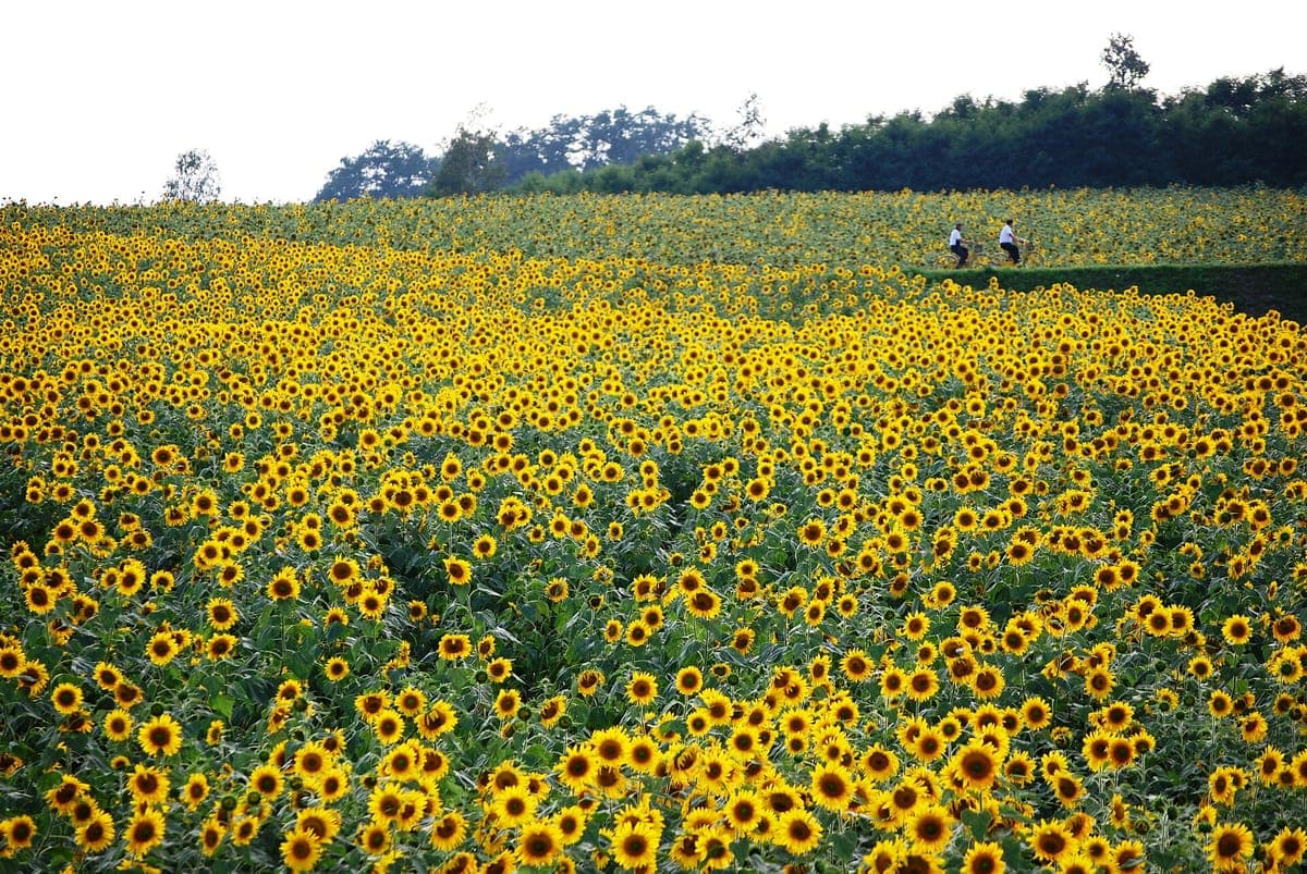 Hokkaido Sunflower Season