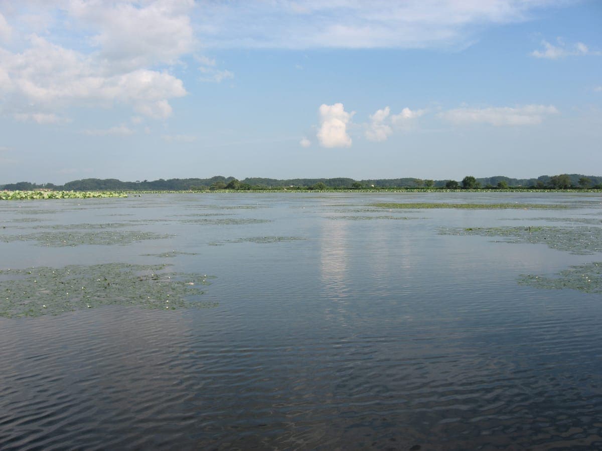 Lotus Viewing at Lake Izunuma