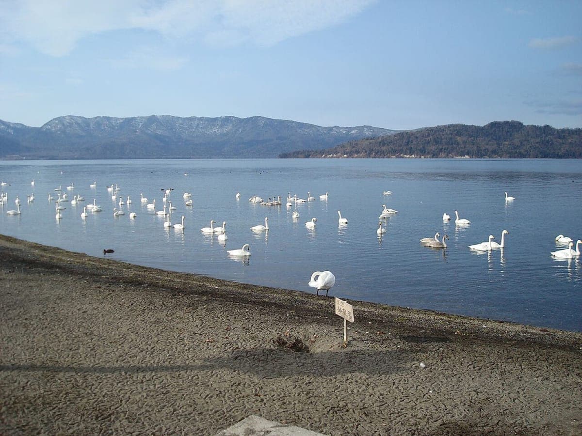Whooper Swan Viewing, Lake Kussharo