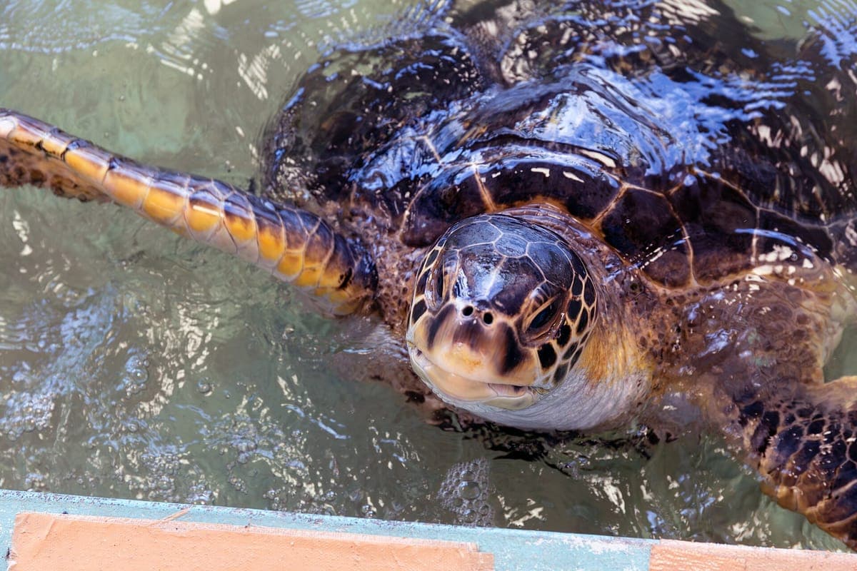 Ogasawara Sea Turtle Season