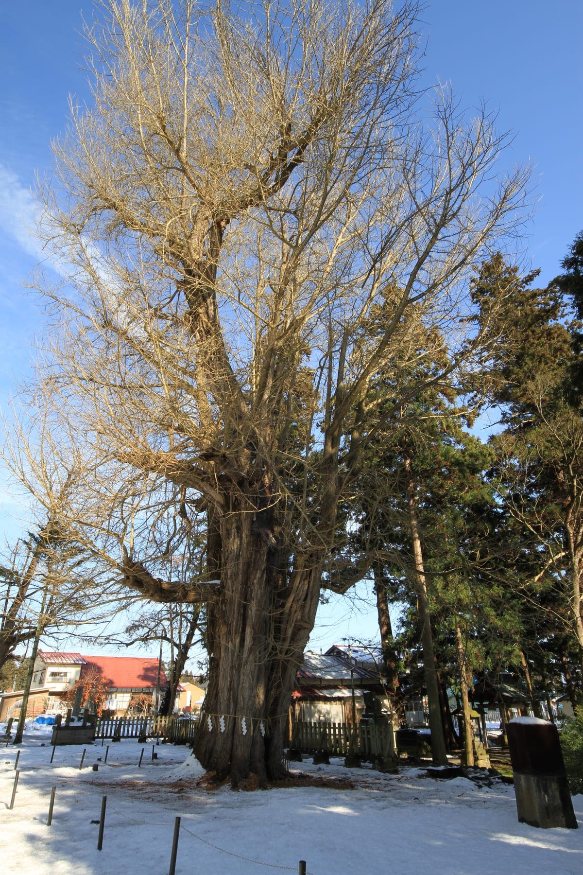 Ginkgo Viewing at Shingu Kumano-jinja