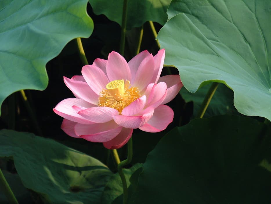 Lotus Viewing at Tosen-ji Temple