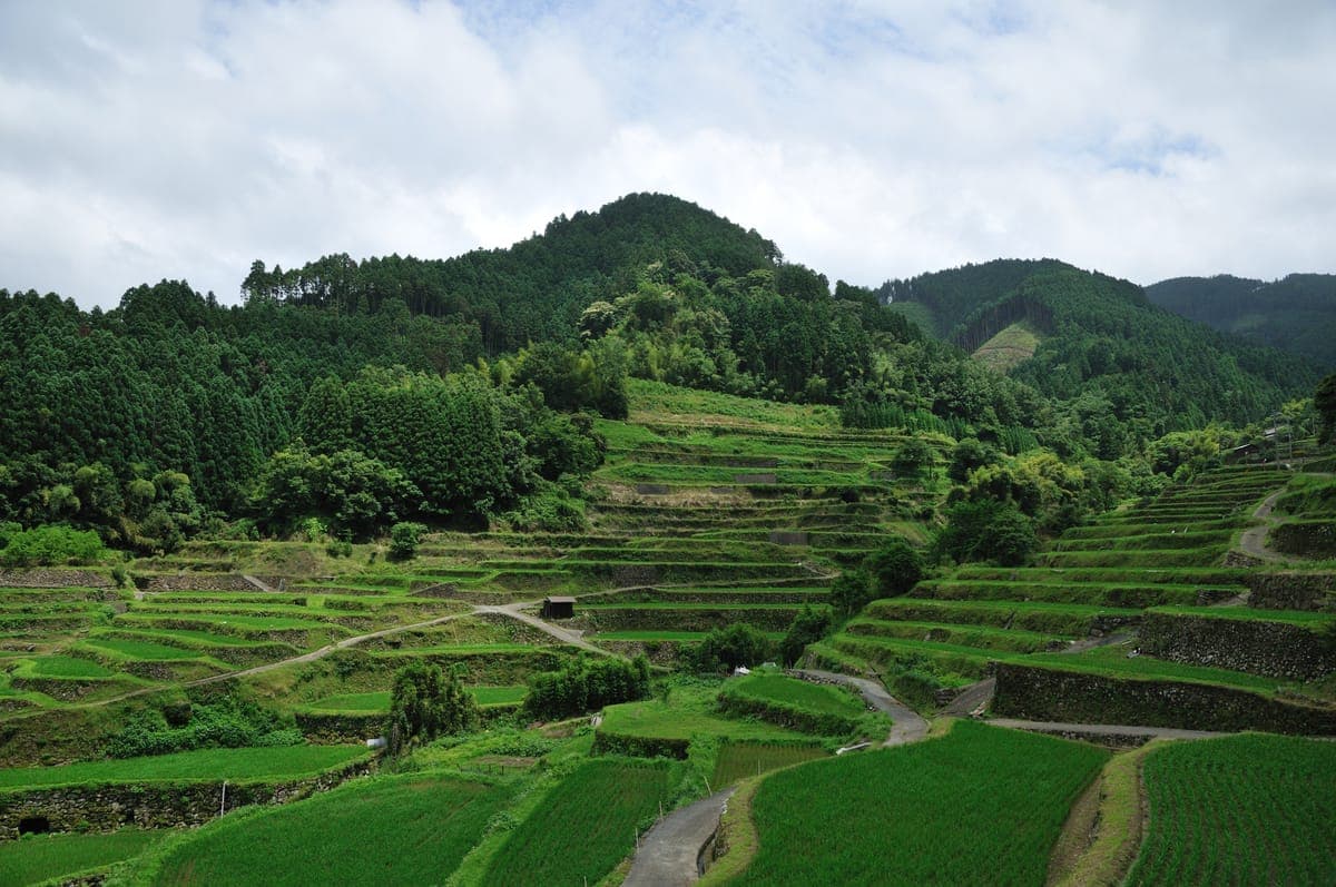 Higanbana Viewing - Tsuzura Rice Terraces