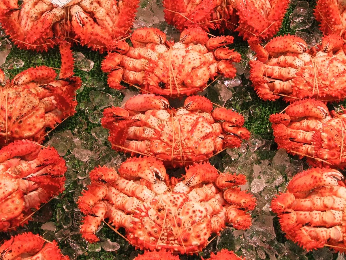 Nemuro Crab Festival