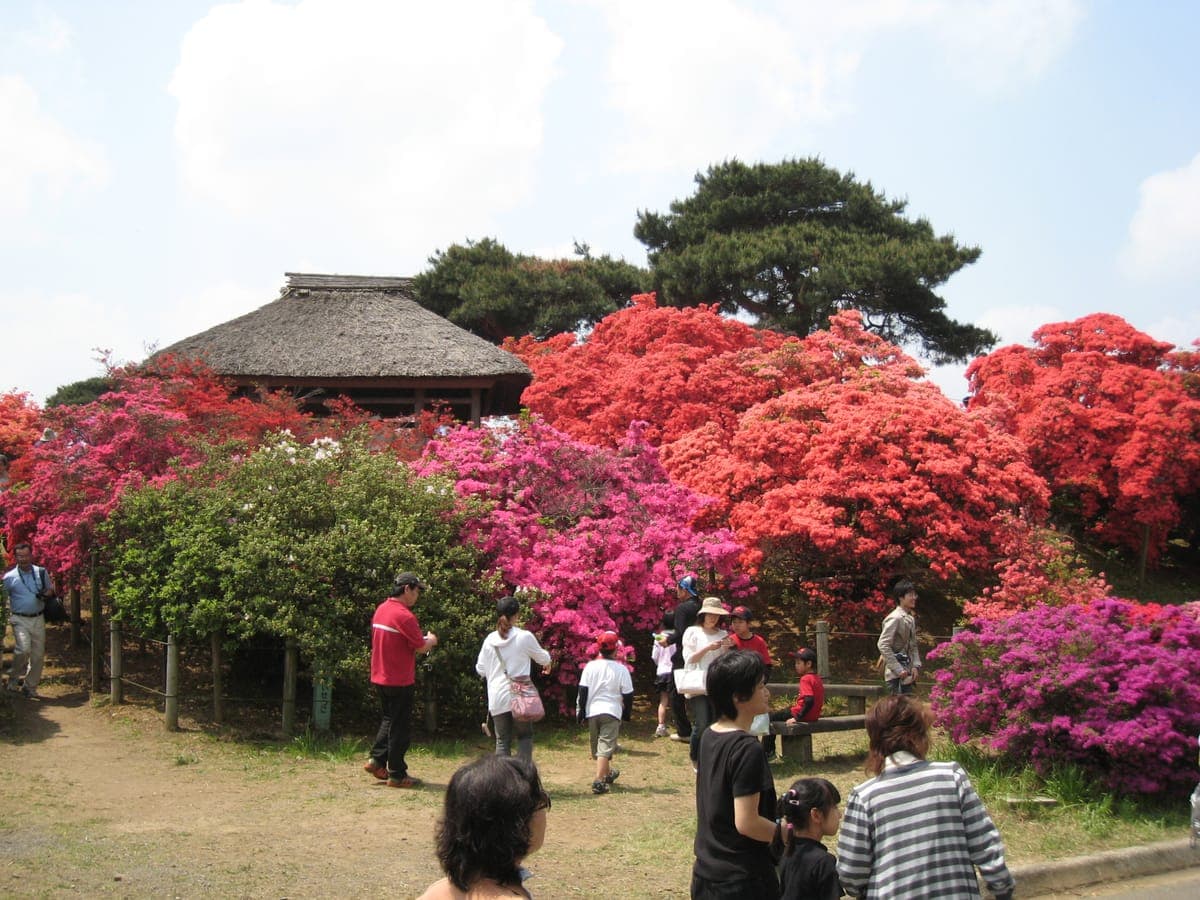 Azalea Season - Tsutsujigaoka Park, Tatebayashi