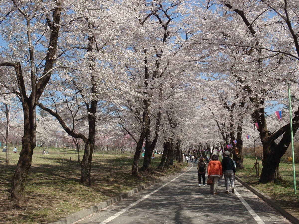 Cherry Blossom Viewing - Maebashi