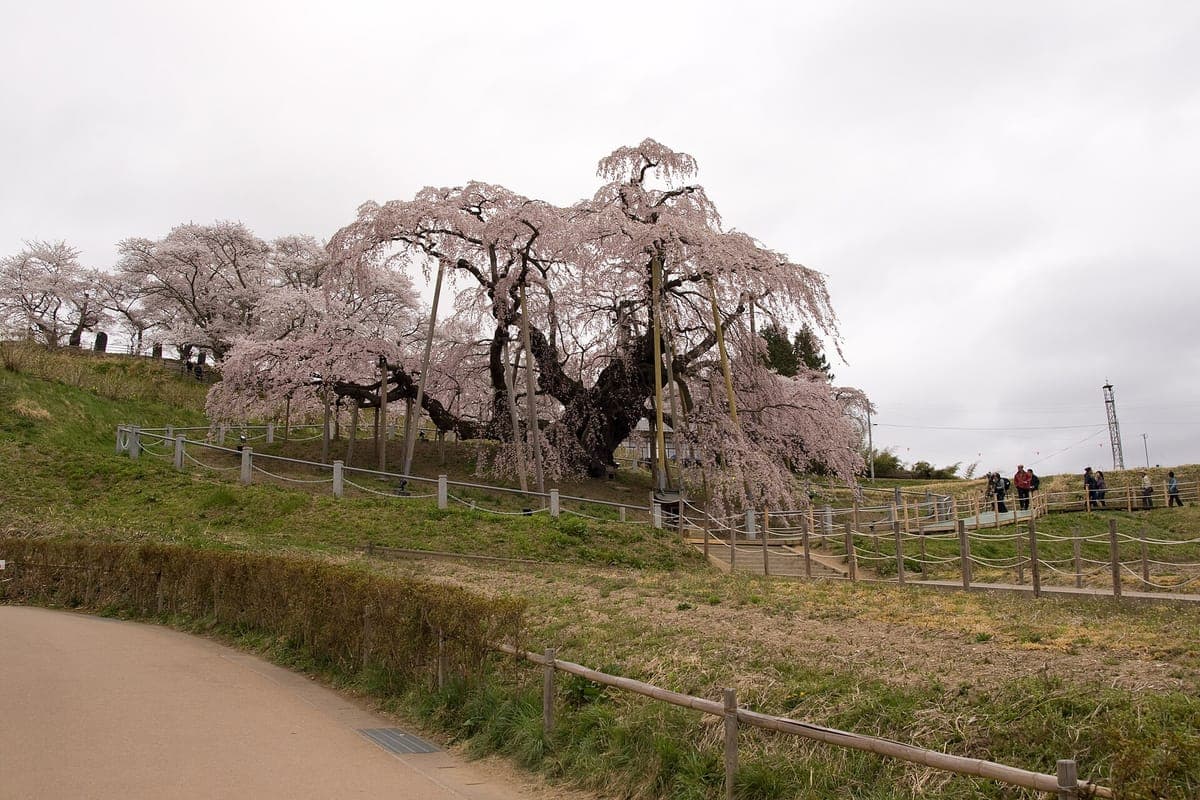 Miharu Takizakura