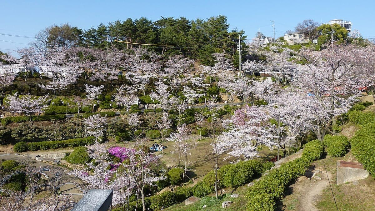Senkoji Park Sakura Season