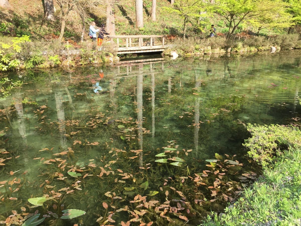 Lotus and Water Lily Viewing at Monet's Pond