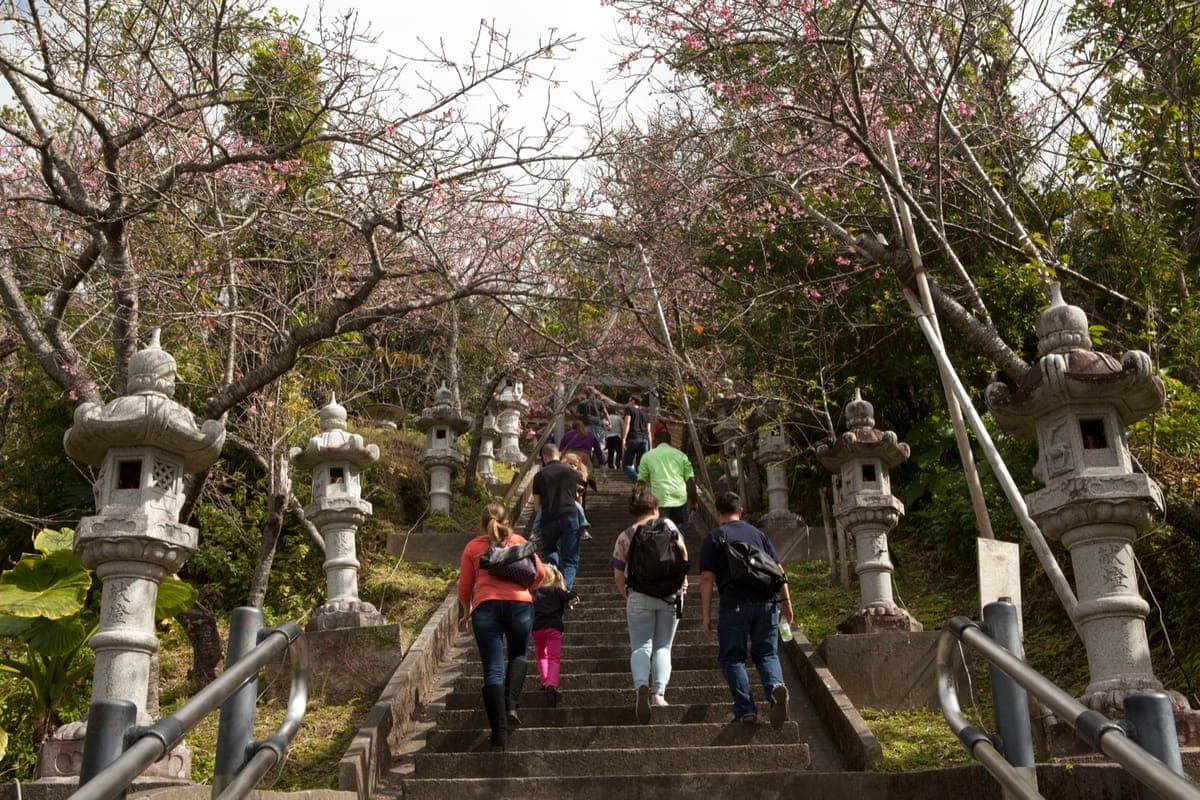 Nago Cherry Blossom Festival