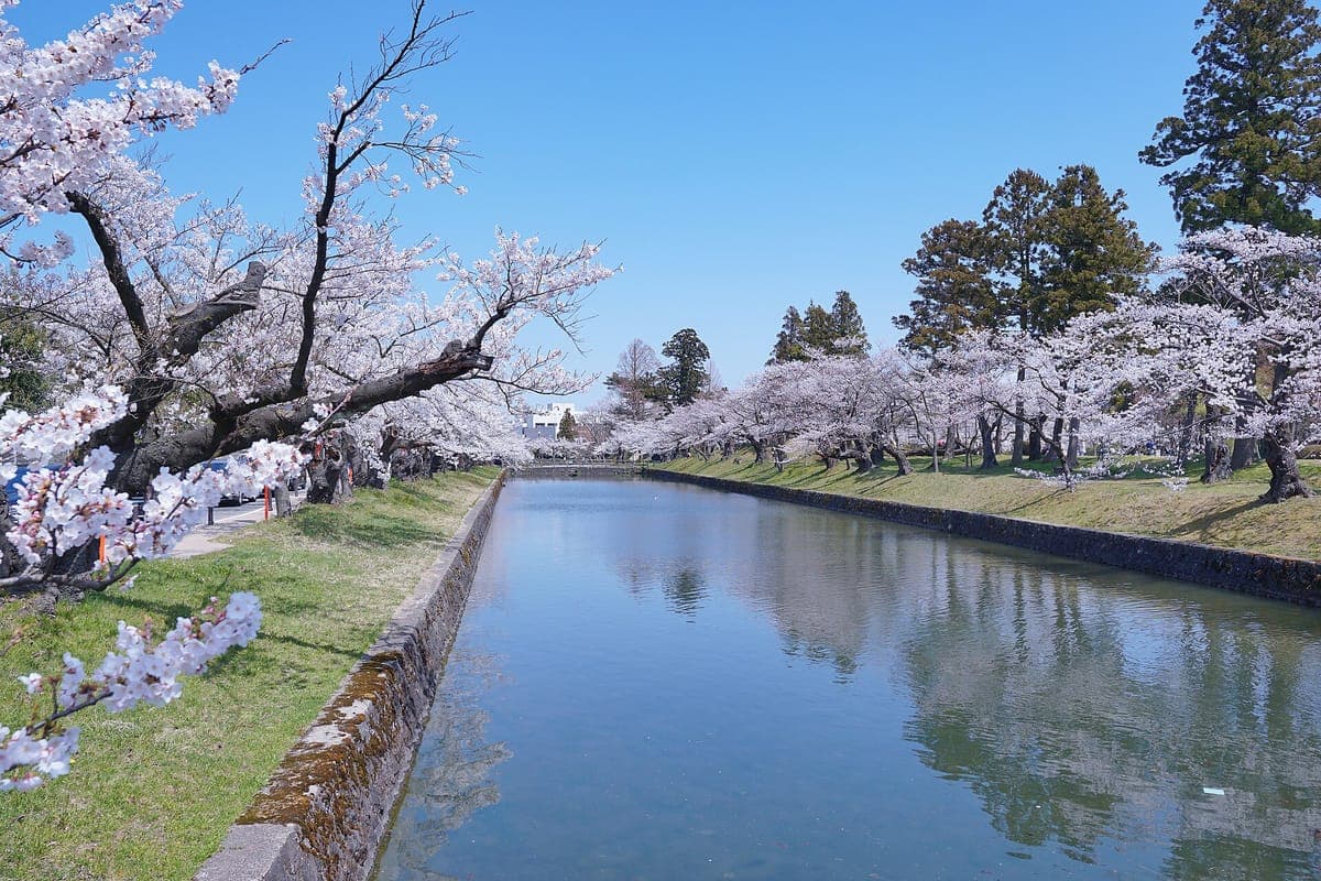 Cherry Blossom Viewing - Tsuruoka