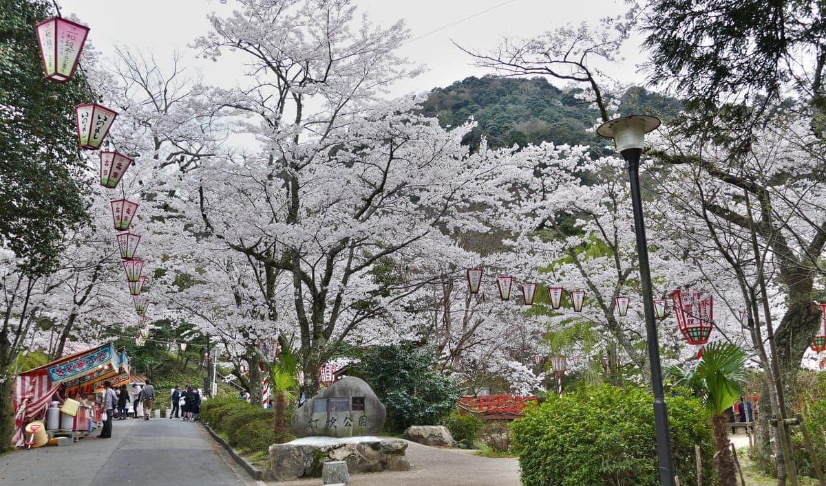 Kurayoshi Sakura Matsuri