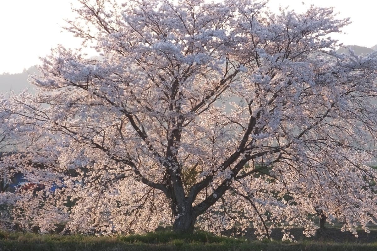 Cherry Blossom Season (Sakura) - Peak Bloom