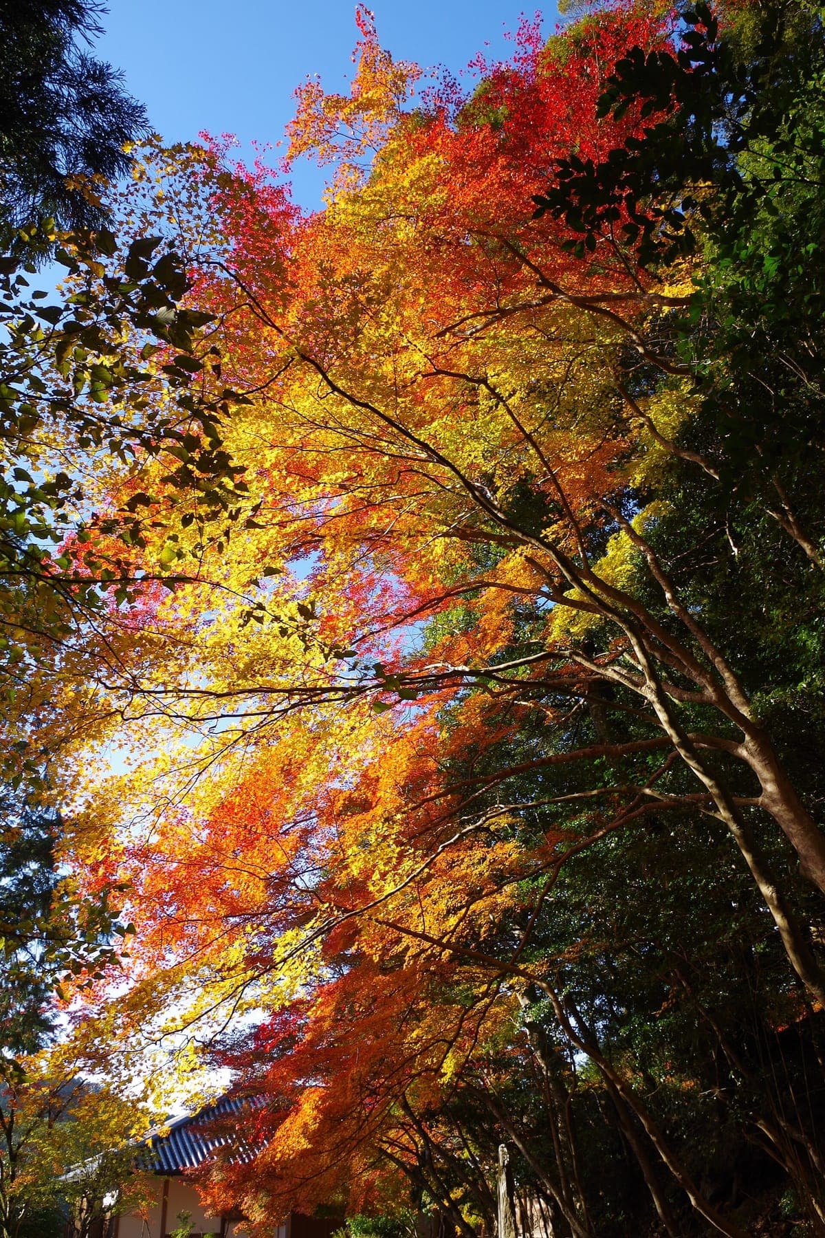 Jingo-ji Temple Autumn