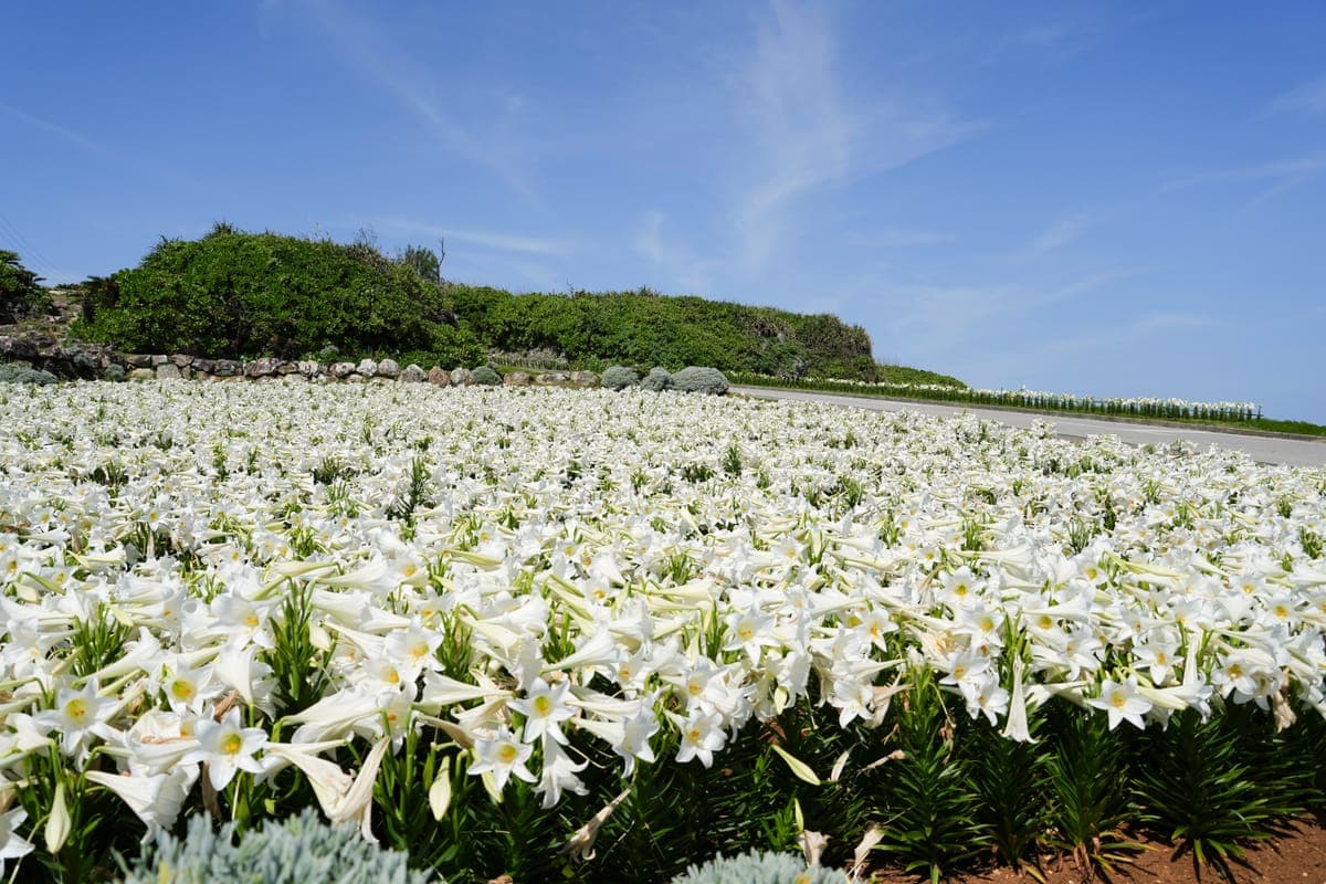 Iejima Lily Festival