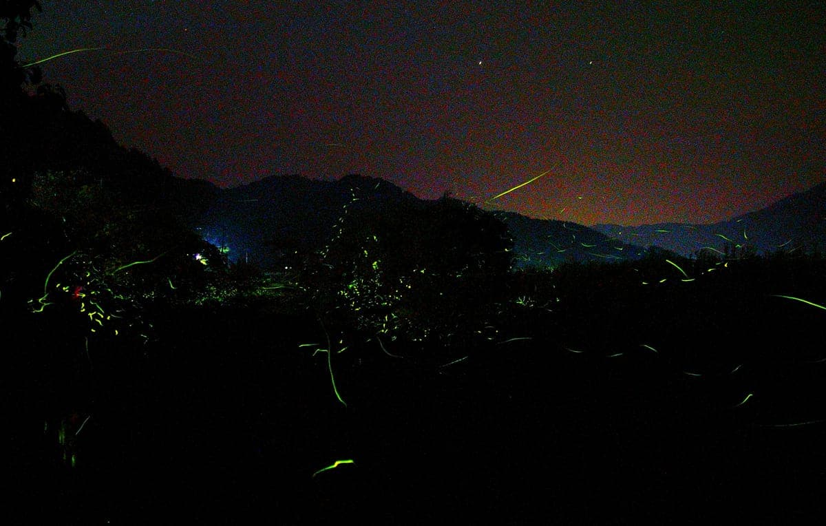 Firefly Viewing at Tsukiyono Hotaru no Sato