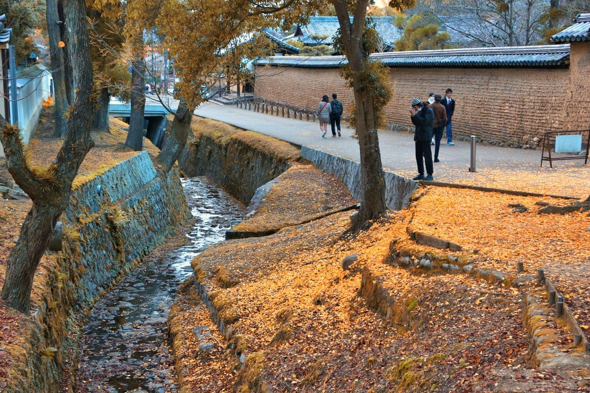 Ginkgo Viewing at Nara Park
