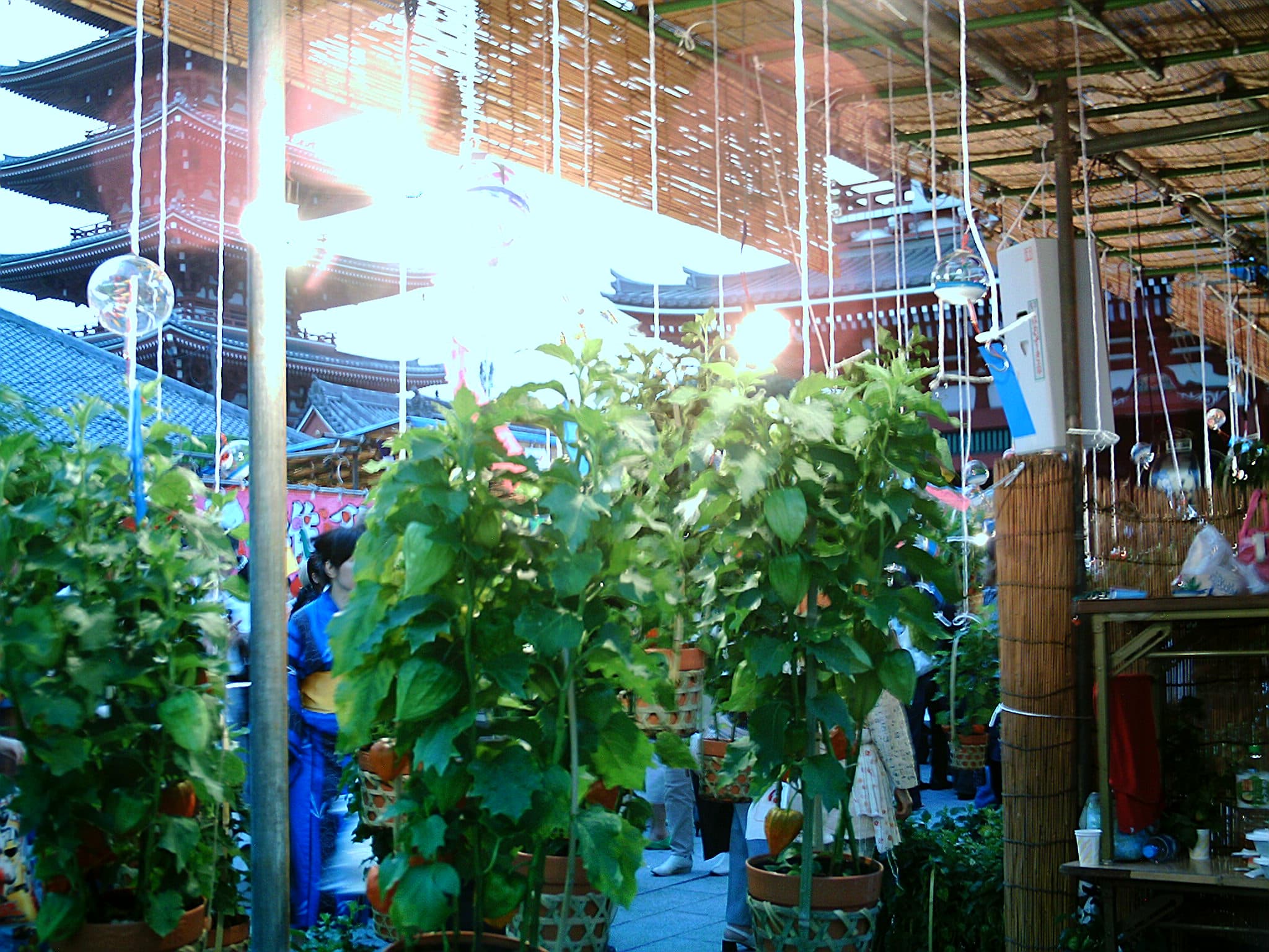 Hozuki Ichi (Ground Cherry Fair)