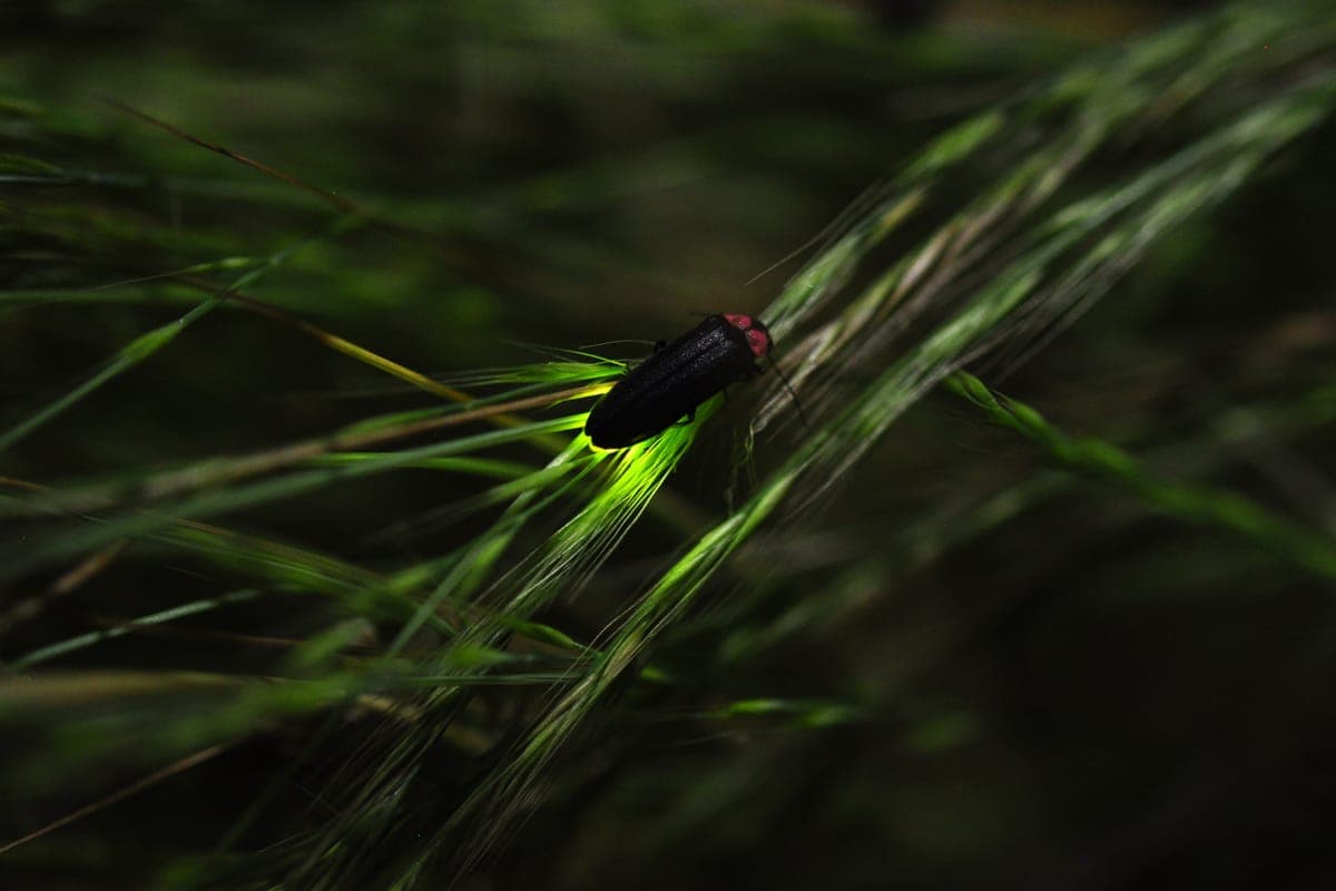 Firefly Viewing at Motosu Hotaru Park