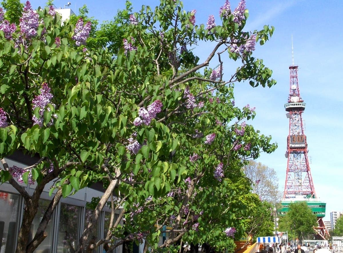 Sapporo Lilac Festival