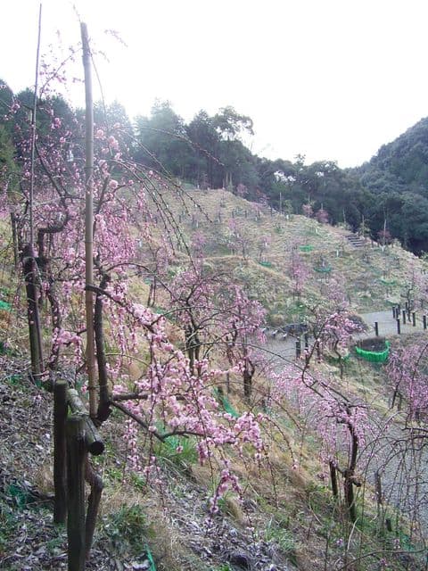 Plum Blossoms at Inuyama Ogata-jinja