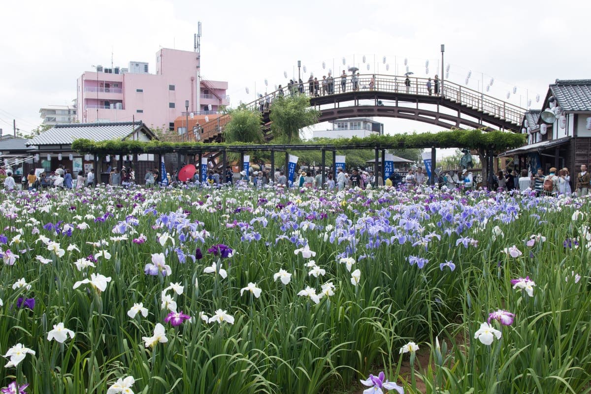 Suigo Itako Ayame Matsuri