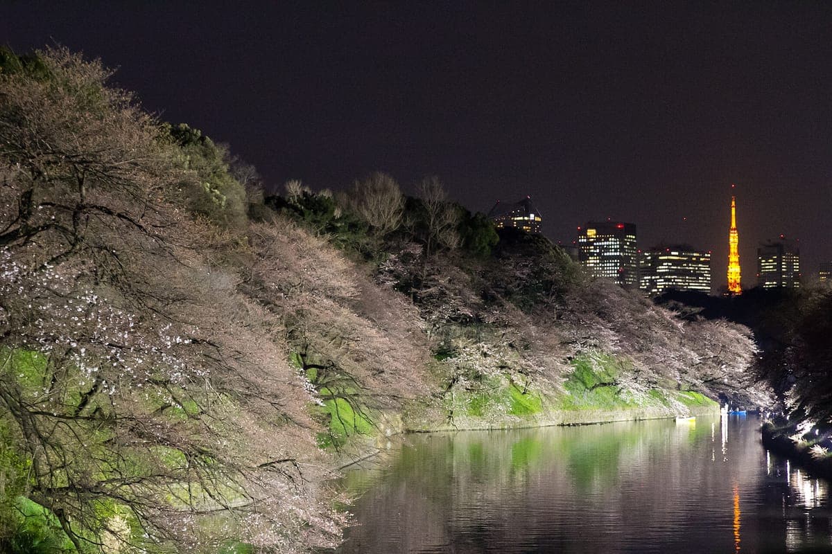 Chidorigafuchi Night Cherry Blossoms