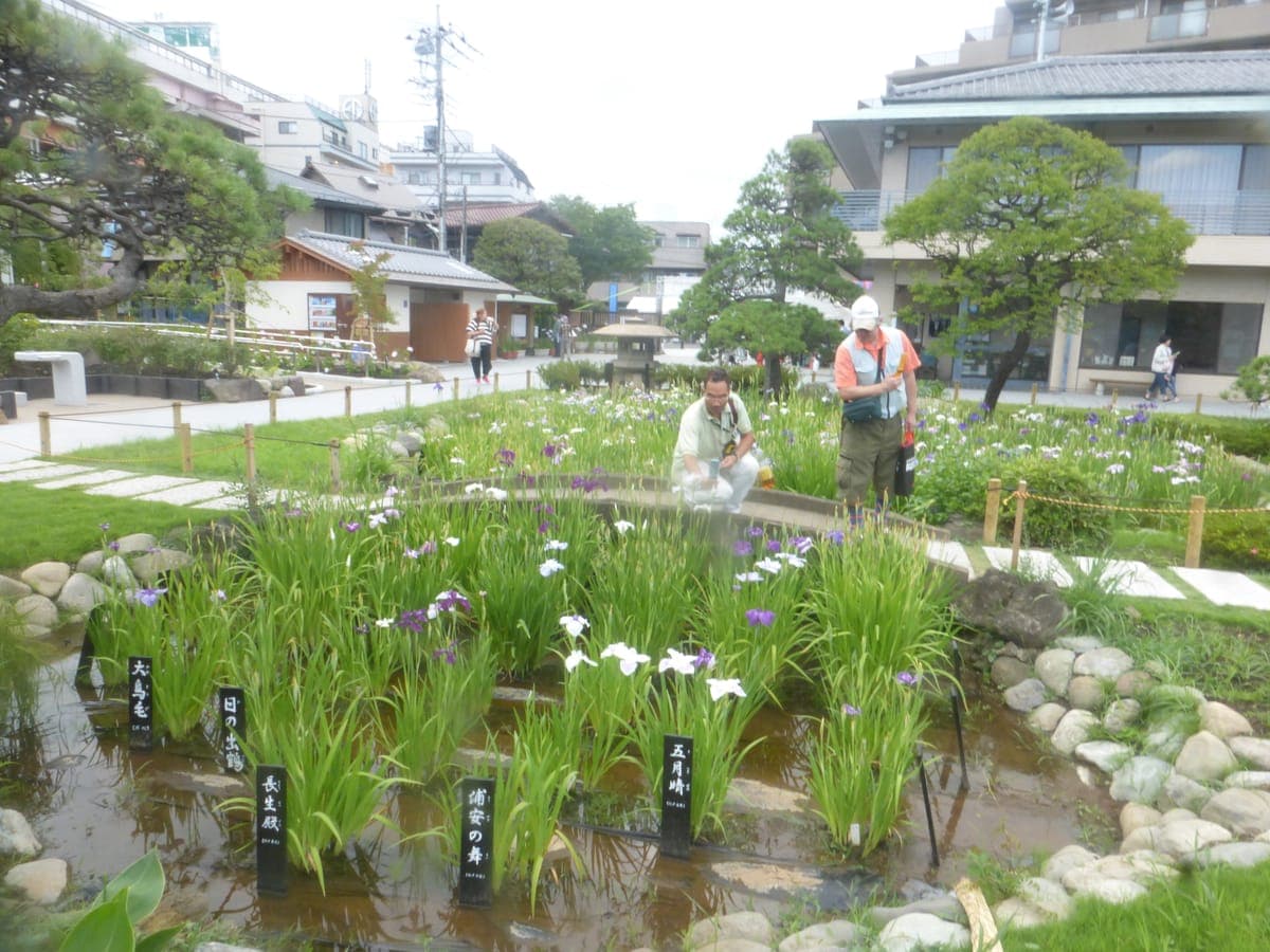 Katsushika Ayame Matsuri