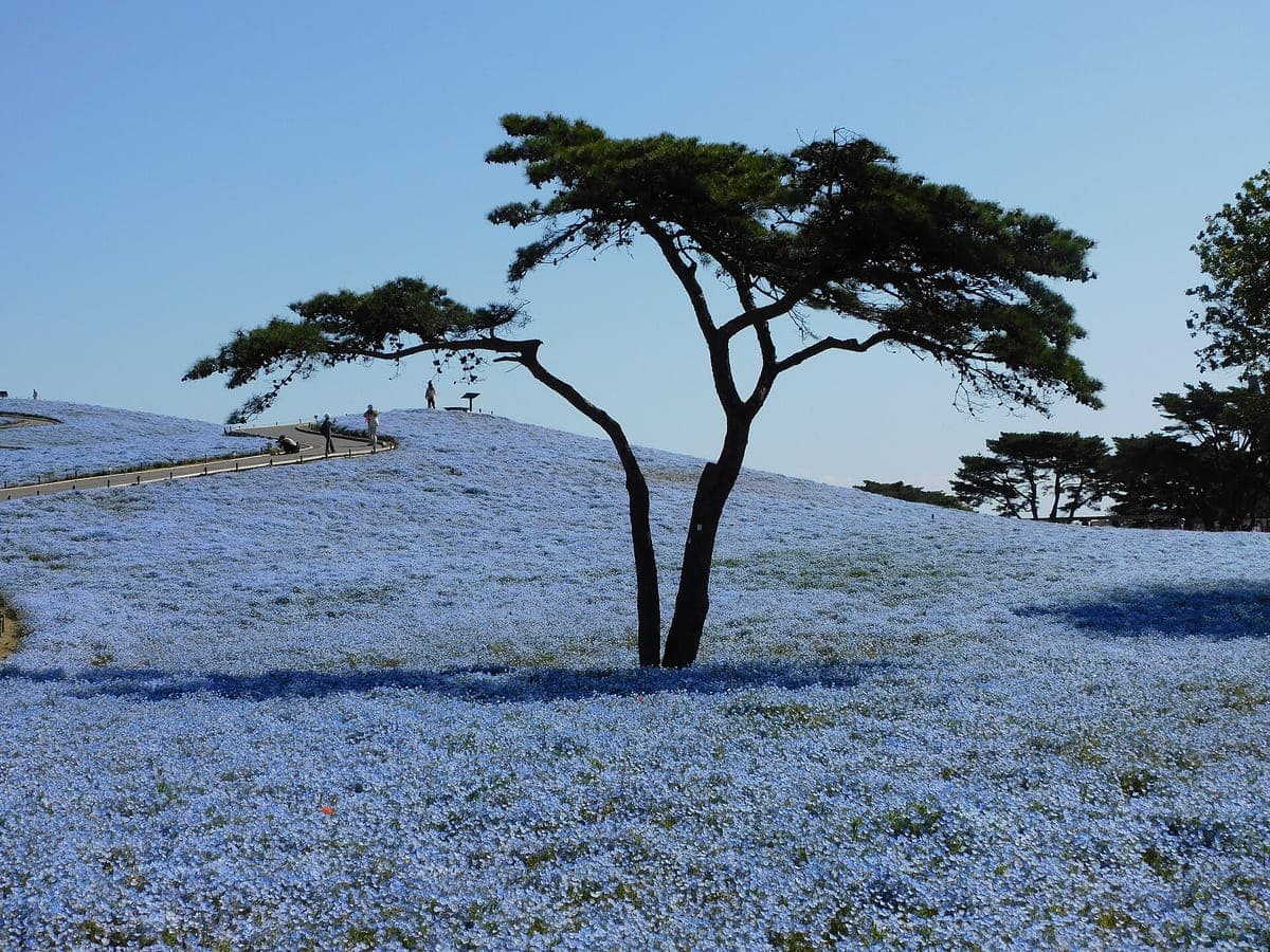 Hitachi Nemophila Season