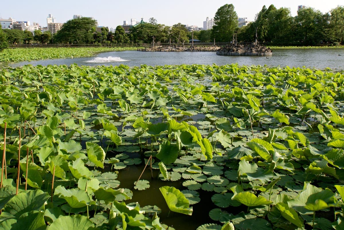 Lotus Viewing at Shinobazu Pond