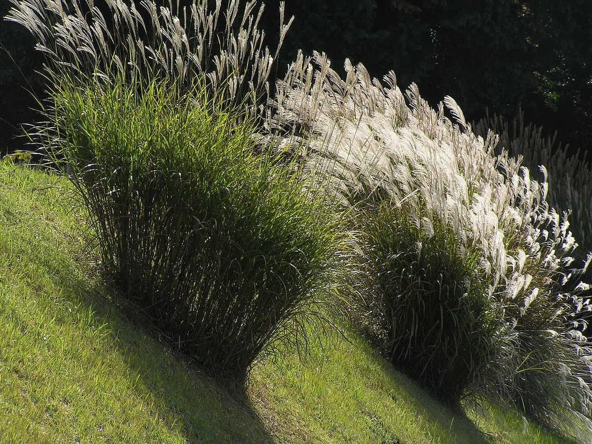 Sengokuhara Susuki Field Autumn Pampas Grass Viewing