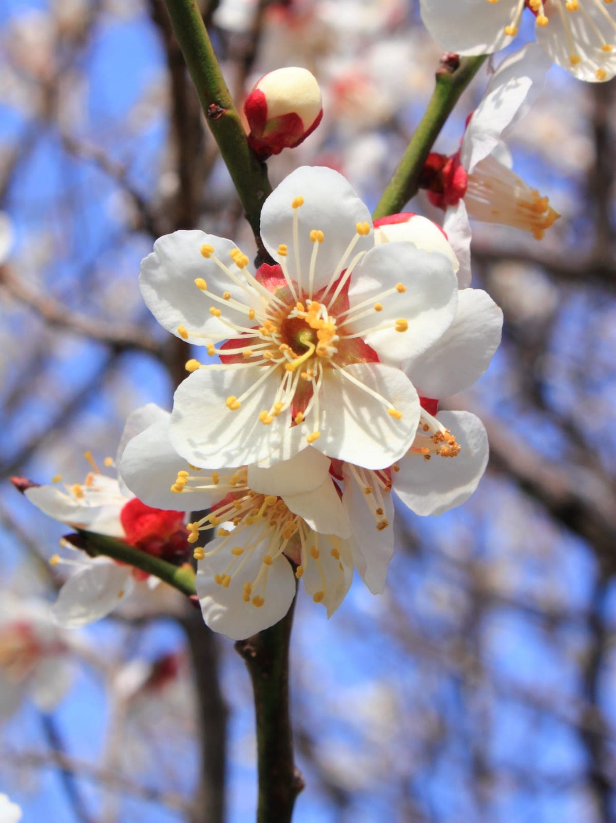 Plum Blossoms at Inabe Bairin