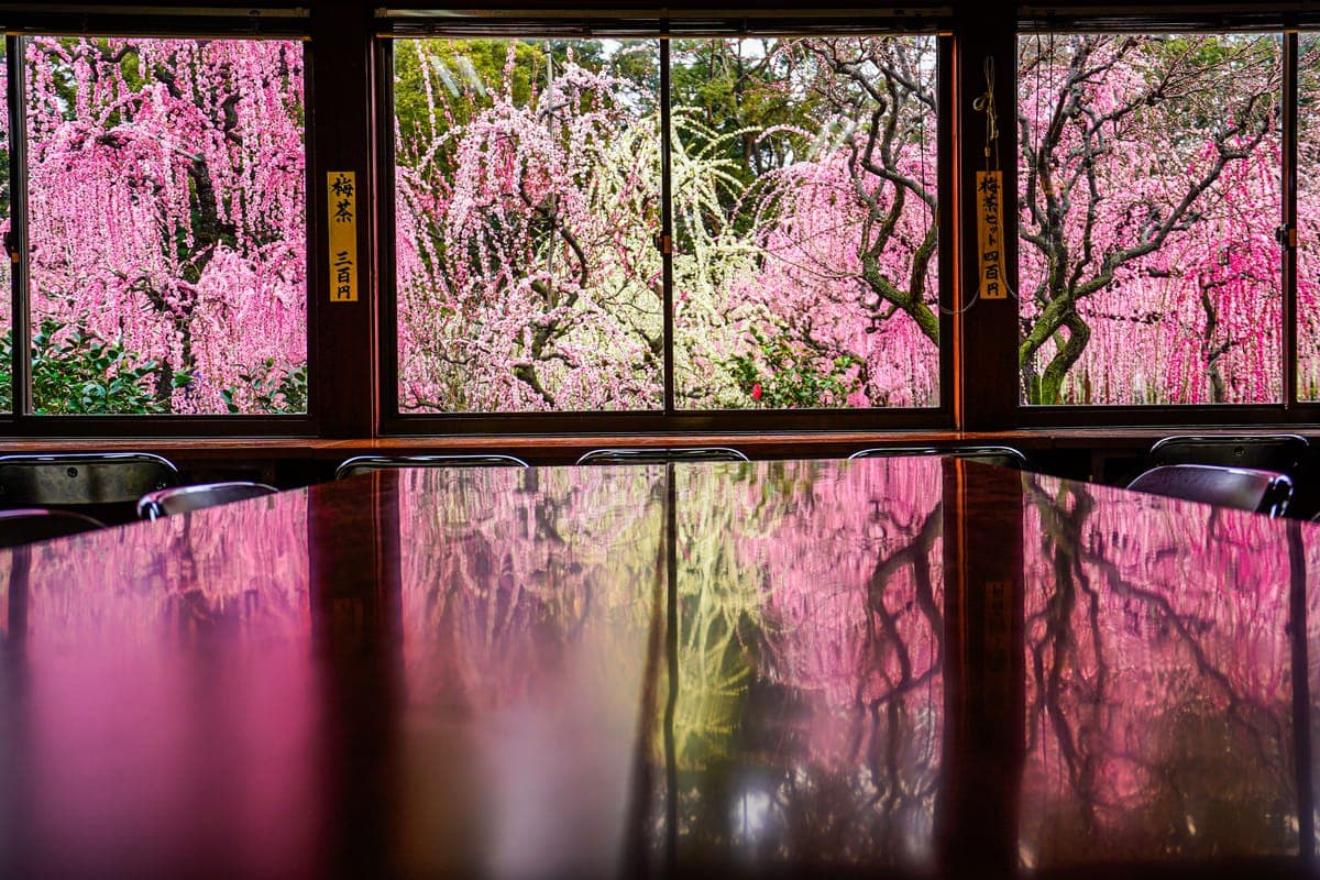 Plum Blossoms at Yuki-jinja