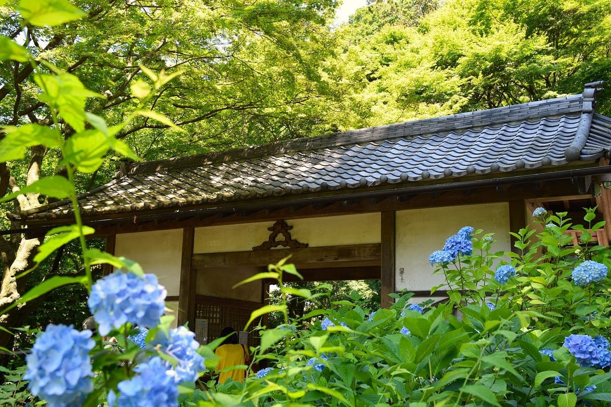 Hydrangea Season at Meigetsu-in Temple