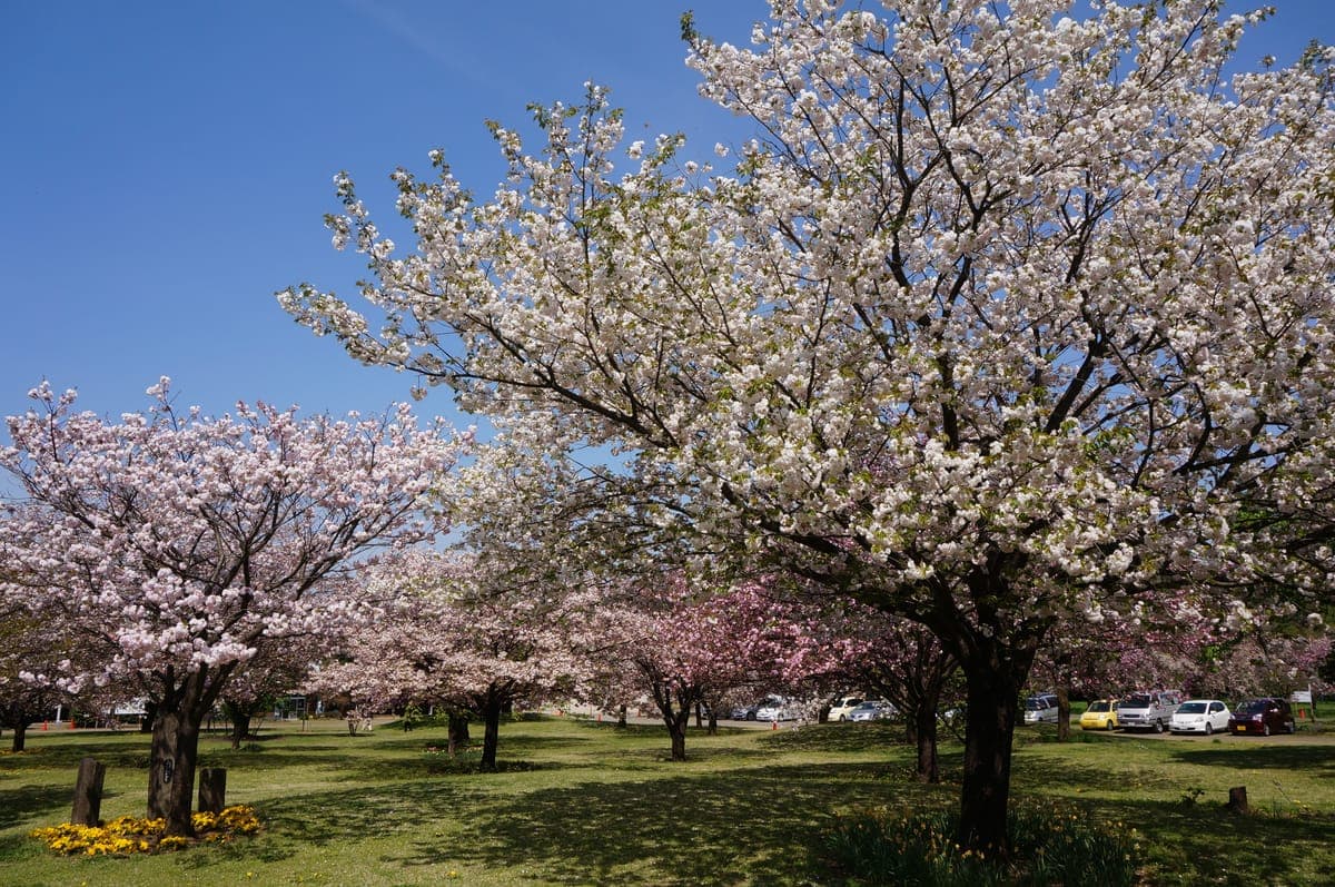 Yaezakura Season - Nara Park