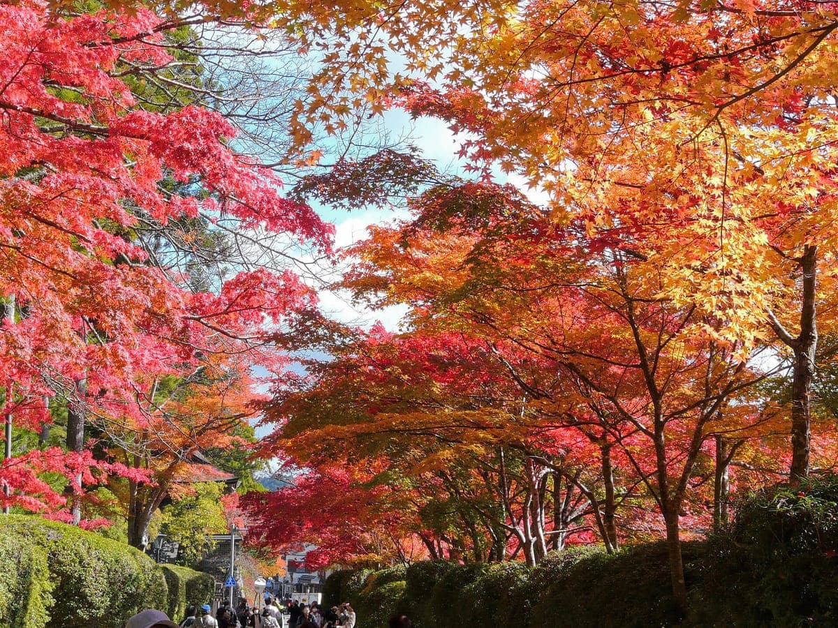 Autumn Koyo at Koyasan