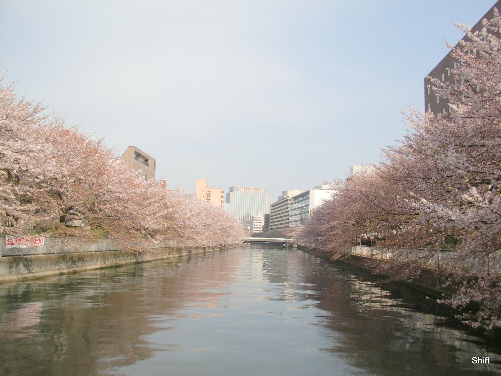 Monzen-Nakacho Cherry Blossoms