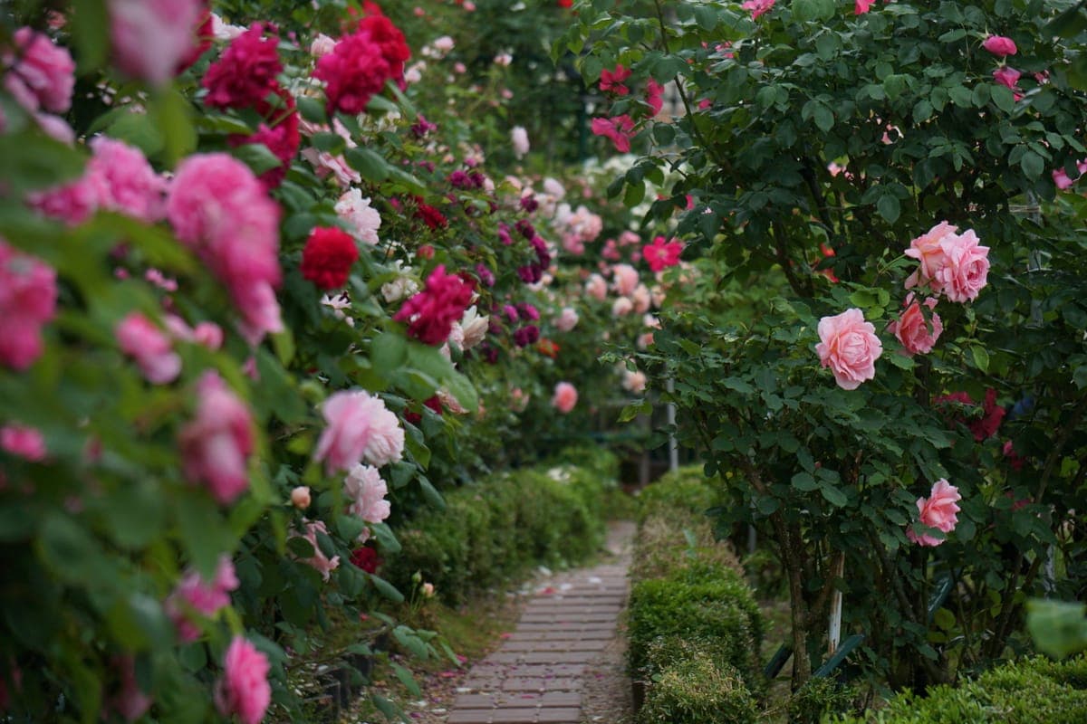 Odate Rose Festival