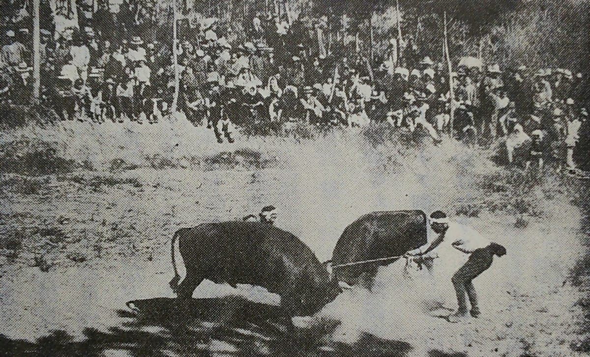 Oki Ushizuki Bull Sumo
