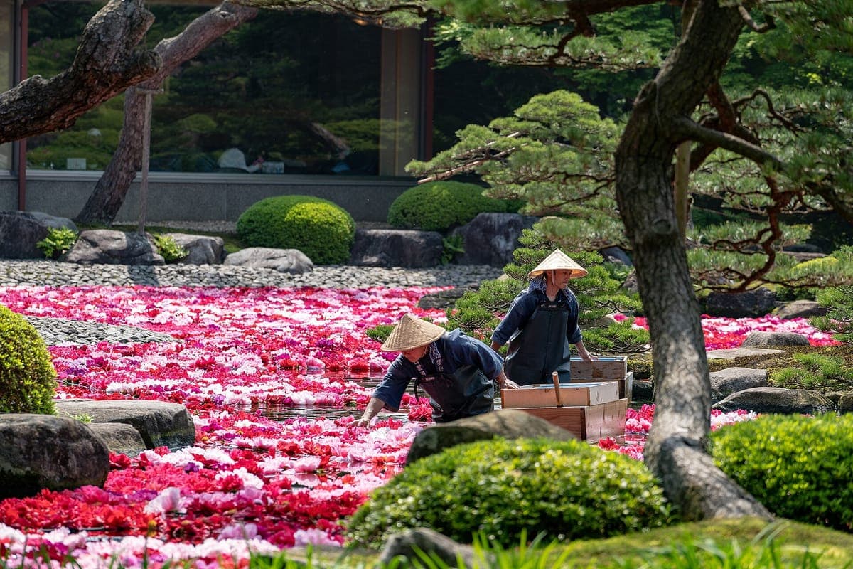 Peony Blooming at Yuushien Garden