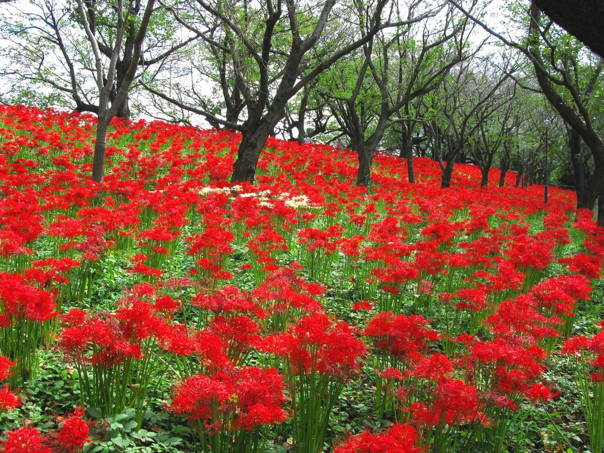 Higanbana Viewing - Gongendo Park
