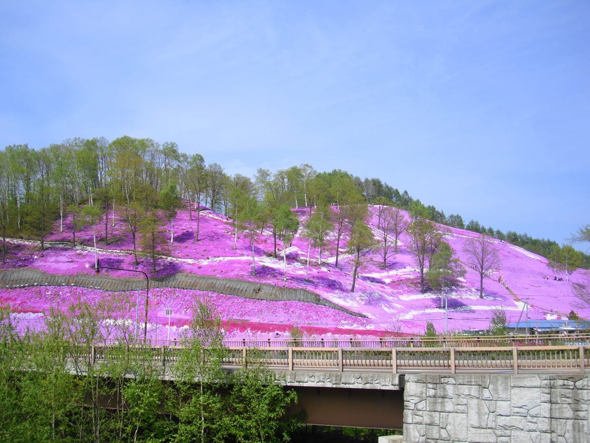 Higashimokoto Shibazakura Festival