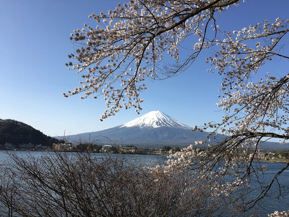 Kawaguchiko Cherry Blossoms