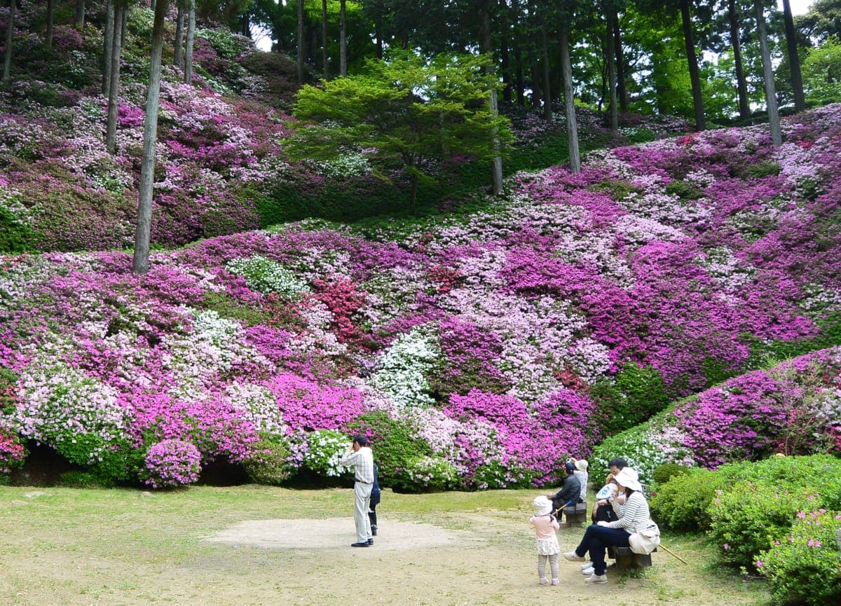 Azalea Season at Daikozen-ji Temple