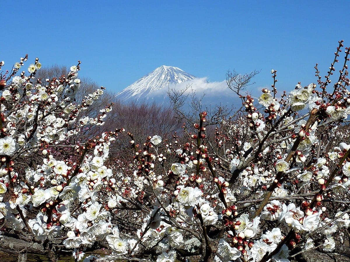 Plum Blossoms at Iwamoto Park