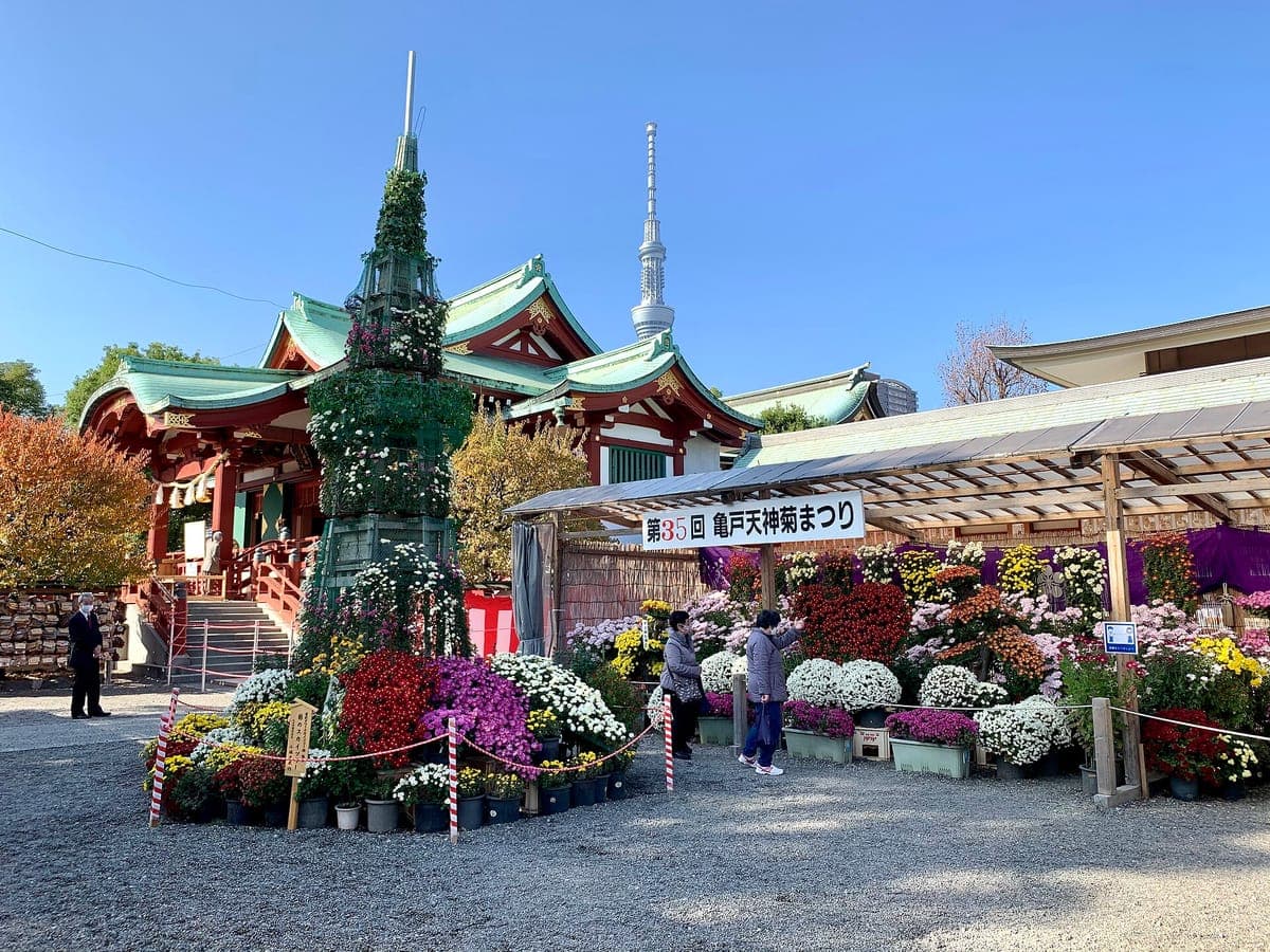 Chrysanthemum Display at Kameido Tenjin