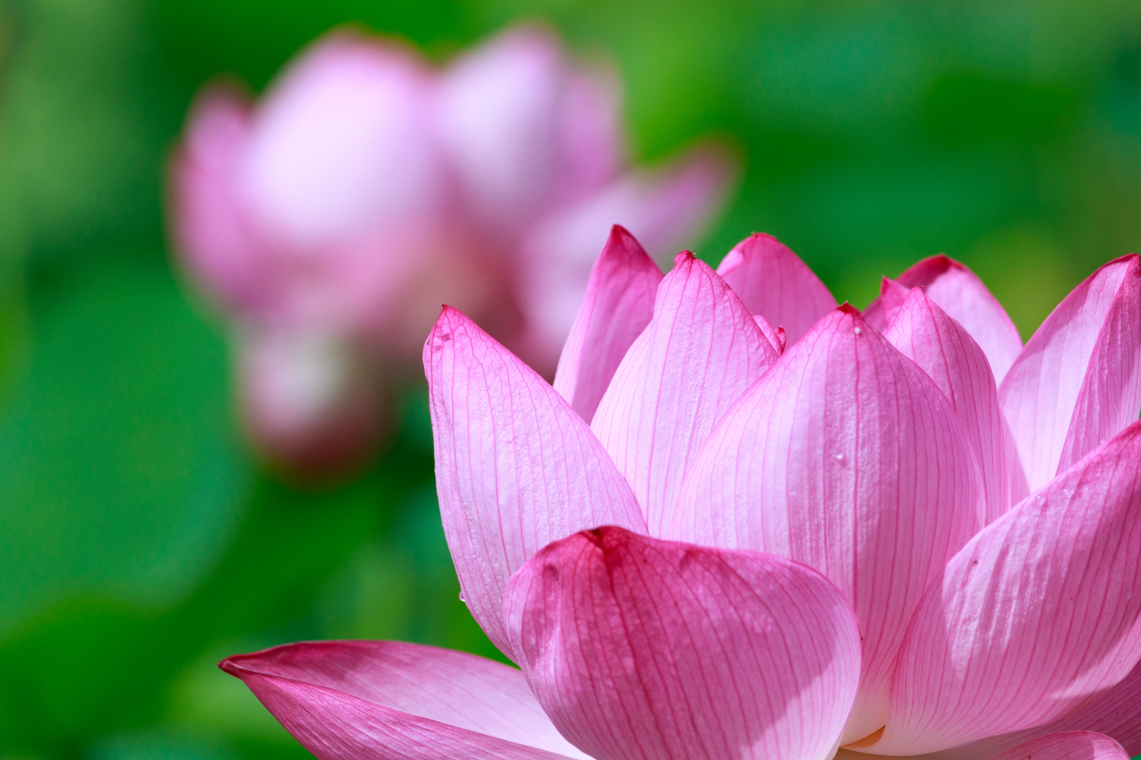 Lotus Viewing at Karako Hasu-en
